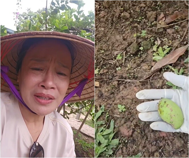Gương mặt đượm vẻ nuối tiếc của nữ nghệ sĩ khi trên tay là những trái xoài non không thể lớn do rụng sớm sau trận mưa lớn.