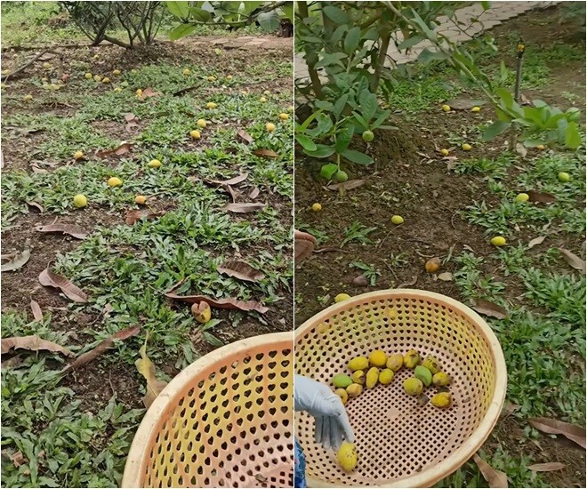 Một góc vườn đầy những trái nhỏ vương vãi khắp thảm cỏ, khiến chủ nhân phải tỉ mẩn thu gom vào rổ nhựa để dọn dẹp.