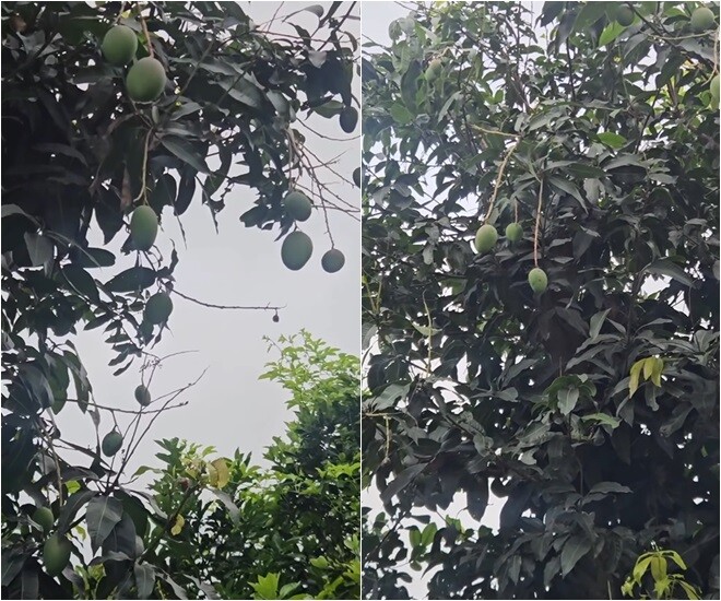 Những chùm quả hiếm hoi còn sót lại trở thành niềm hy vọng và an ủi lớn lao. Ôi đây là các bạn còn lại sau khi đã chịu nhiều bão táp mưa sa. Cảm ơn các bạn nhá, phần thưởng quý giá cho người nông dân U60 đây!, diễn viên thổ lộ.