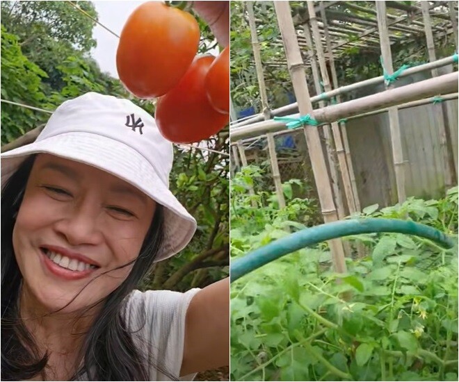 Không chỉ có xoài, khu vườn của nữ diễn viên còn gây ấn tượng với luống cà chua sai trĩu quả. Để có được thành quả này, cô đã phải tỉ mẩn gieo giống từ trước Tết, không quản ngại nắng mưa ra tưới tắm vào những ngày nghỉ lễ.