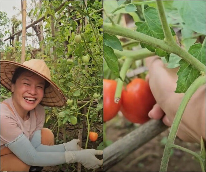 Cô dí dỏm: Làm vườn nghiệp dư.. Có tí là khoe loạn lên. Để có một luống cà chua như thế này thì Oanh đã phải gieo từ trước Tết. Mấy ngày Tết là phải ra tưới vì nó bắt đầu ra hoa.