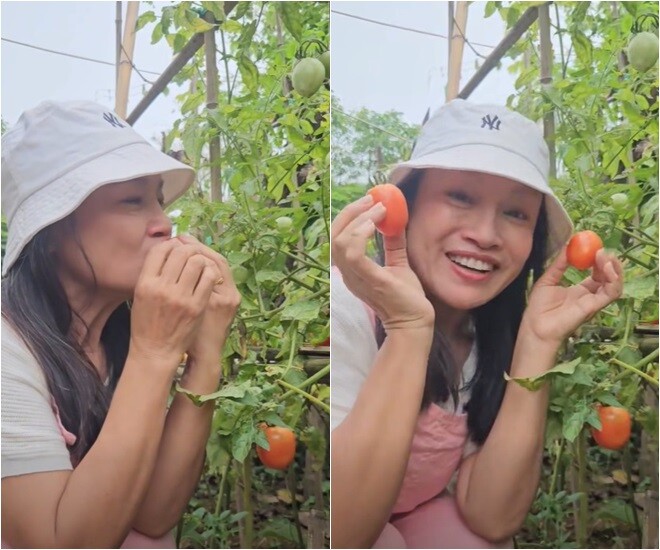 Giờ cà chua đã có trái chín. Nữ nghệ sĩ cho biết thêm: Bác giúp việc đã mang về nhà khoảng 7-8kg, tuyệt vời luôn!