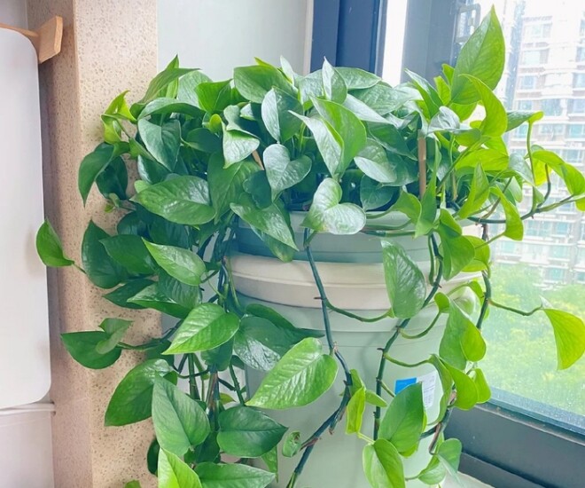 Trầu bà chẳng là gì so với 5 loài hoa này, chịu nắng chịu nóng tốt, nở rộ kín chậu, còn giúp hạ nhiệt mùa hè - 1