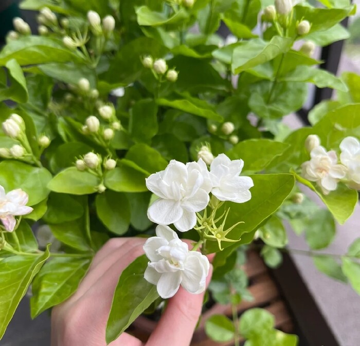 Trầu bà chẳng là gì so với 5 loài hoa này, chịu nắng chịu nóng tốt, nở rộ kín chậu, còn giúp hạ nhiệt mùa hè - 2