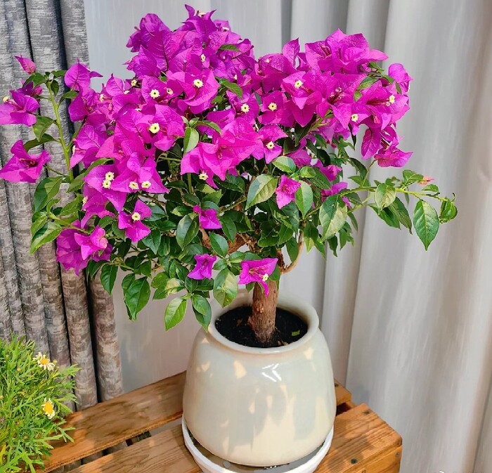 Trầu bà chẳng là gì so với 5 loài hoa này, chịu nắng chịu nóng tốt, nở rộ kín chậu, còn giúp hạ nhiệt mùa hè - 4