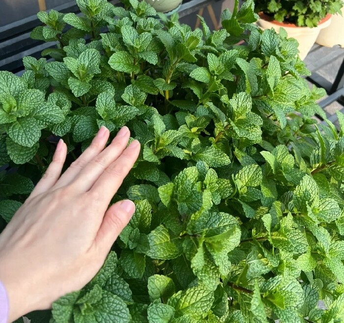Trầu bà chẳng là gì so với 5 loài hoa này, chịu nắng chịu nóng tốt, nở rộ kín chậu, còn giúp hạ nhiệt mùa hè - 5