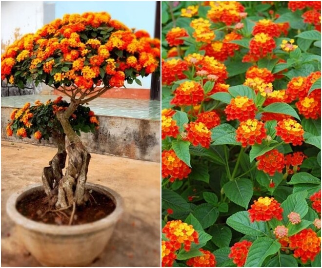 Trồng 5 loại hoa thơm này trong nhà, ruồi muỗi không dám bén mảng, tài lộc gõ cửa thường xuyên - 1