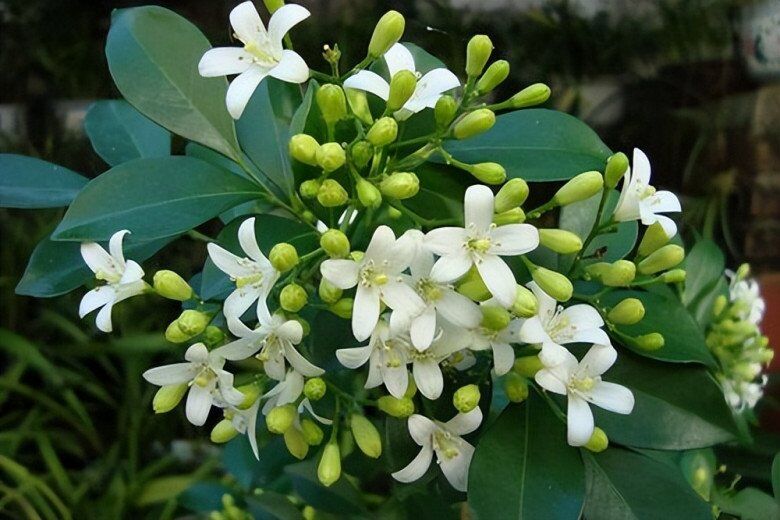Trồng 5 loại hoa thơm này trong nhà, ruồi muỗi không dám bén mảng, tài lộc gõ cửa thường xuyên - 3