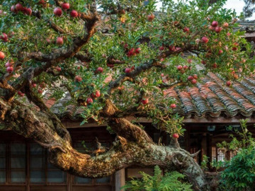 Người xưa dặn: Trồng 6 cây cảnh trong sân, xua đuổi vận rủi, bảo vệ nhà cửa, đón chào tài lộc, càng già càng tốt lành