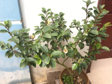 10 chậu hoa nhài không bằng 1 cây này, thơm như nước hoa, sống cả 100 năm, càng trồng lâu càng có giá