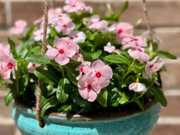 10 chậu trầu bà không bằng 1 chậu hoa này, vừa đẹp vừa dễ trồng, người lười mấy cũng chăm hoa nở quanh năm được