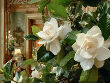 4 cây cảnh thích "ăn chua", chỉ cần tưới một thìa nước này mỗi tháng, lá tươi tốt xanh bóng, cành tràn ngập nụ hoa