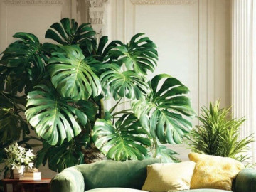 Nhà đẹp - Người xưa dặn: Tặng 4 cây cảnh lâu năm trong nhà như đuổi Thần Tài, tài lộc tránh xa, phước lành biến mất