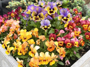 12 loài hoa cứ trồng là sống, không sợ nắng gắt hay thiếu nước, quên chăm vẫn nở tưng bừng suốt 4 mùa