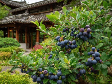 3 cây cảnh cho quả mọng vừa đẹp vừa ngon, cắt cành cắm xuống đất, 1 năm hưởng trái ngọt, chiêu tài, đón lộc