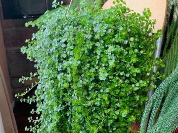 Đừng trồng trầu bà, 5 cây cảnh dây leo sống động này mới là cực phẩm, tươi đẹp, hút tài, chiêu may cho gia đình