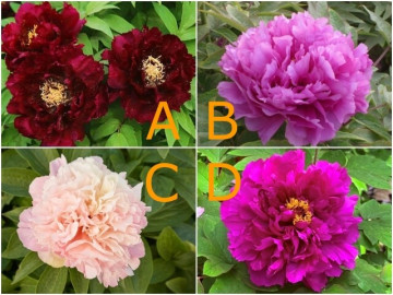 Trắc nghiệm: Người anh ấy yêu nhất có phải là bạn? Hãy chọn một bông hoa mẫu đơn để biết đáp án