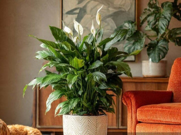 3 cây cảnh như bùa may mắn của nhà phố, càng râm mát càng phát triển rực rỡ, mang lại tài lộc, thịnh vượng