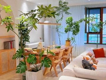 5 cây cảnh dễ sống cứ trồng là giàu, phòng khách nhà nào cũng nên có ít nhất 1 chậu