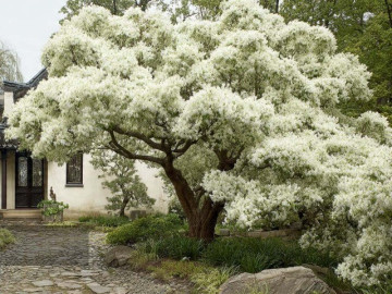 Nhà đẹp - Người xưa dặn: 3 cây nghìn vàng khó mua, truyền đời cho nhiều thế hệ, giữ nhà, sinh lộc, vun đắp phúc khí