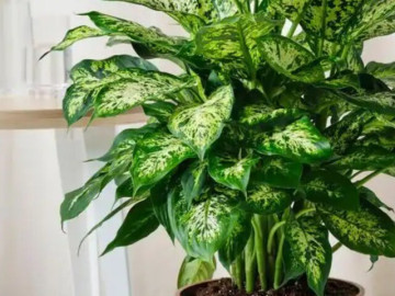 4 loại cây cảnh giúp góc nhỏ trong nhà bừng sức sống