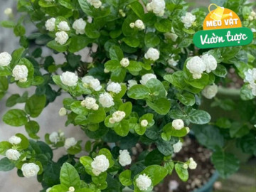 Chăm hoa nhài tháng 4 nhớ quy tắc “5 không”, cây bật mầm mạnh, hoa nở thơm ngát đưa hương khắp nhà
