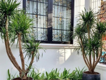 Nhà bạn có âm khí, đừng lo, hãy trồng ngay loại cây này để trừ tà, tránh xui xẻo