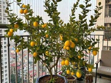 Bí quyết trồng chanh trong chậu sai quả, phong thủy tài lộc quanh năm