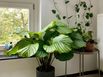 6 c&acirc;y kh&ocirc;ng cần nở hoa vẫn đẹp sang chảnh, nh&agrave; gi&agrave;u m&ecirc; mẩn, trồng 1 chậu l&agrave; kh&ocirc;ng gian n&acirc;ng tầm ngay lập tức