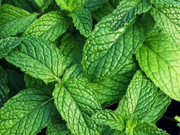 8 "siêu thực phẩm" trồng ngay trong nhà: Có loại hay bị nhổ bỏ nhưng lại giàu dưỡng chất bất ngờ