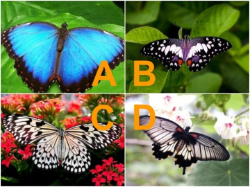Yêu - Trắc nghiệm: Chọn một con bướm để xem tình yêu định mệnh của bạn đã đến gần hay vẫn “ế dài hạn”?