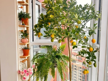 3 cây thơm trồng một lần hưởng lợi cả đời, đuổi sạch muỗi, gọi quý nhân, tài lộc tự tìm đến