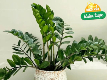M&ugrave;a h&egrave; cho c&acirc;y kim tiền uống 1 trong 5 thứ nước n&agrave;y, c&acirc;y ph&aacute;t triển v&ugrave;n vụt, chồi non mọc tua tủa