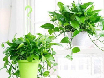 Nhà đẹp - Người thông minh chỉ chọn 3 cây này trồng trong nhà, hóa giải vận xui, tụ tài khí, cả nhà thuận buồm xuôi gió