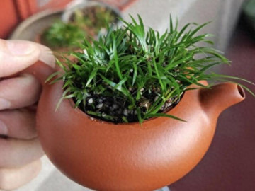 Nghỉ lễ đi chơi nếu gặp loại cỏ thơm này hãy mang một bụi về trồng, cây đẹp hơn hoa, vào chậu làm bonsai giá tiền triệu