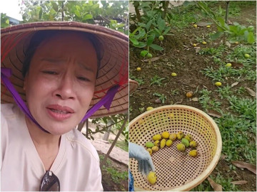 "Táo bà" nổi tiếng VTV buồn đứt ruột vì quả rụng hàng loạt khắp vườn sau cơn mưa nàng Bân