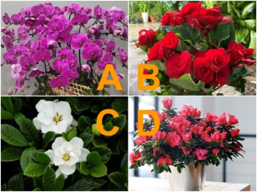 Trắc nghiệm: Chọn một loài hoa, biết ngay bạn hấp dẫn cỡ nào trong mắt nửa kia
