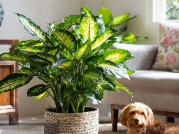 12 cây cảnh may mắn tương đồng với 12 con giáp, trồng 1 cây làm bạn, giúp thu hút tài lộc, bảo vệ gia trạch