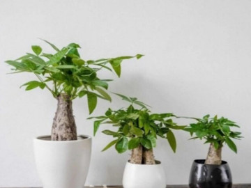 Mẹo trồng cây kim ngân để tiền vào như nước, mang lại vận khí tốt