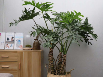 Người xưa dặn: Phòng khách có 3 cây kích hoạt may mắn, hóa giải xui xẻo, con cháu thịnh vượng lâu dài