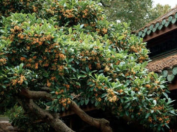 Vị trí cần tránh trồng cây mộc hương trong phong thủy, làm ảnh hưởng đến vận khí của ngôi nhà