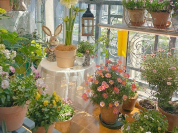 6 loại hoa thơm dễ trồng hơn trầu bà, chỉ cần một bông nở thôi cũng đủ làm thơm ngát cả nhà