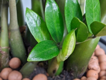 Mẹo trồng cây kim tiền ra hoa, ý nghĩa phong thủy khi thấy hoa kim tiền nở