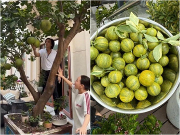 Cây trái trong biệt thự hàng trăm tỷ của vợ chồng danh hài Việt Hương: Trái quất lạ khiến ai cũng trầm trồ