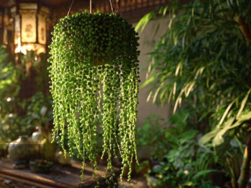Nhà đẹp - 5 cây cảnh độc đáo, tươi đẹp ăn đứt trầu bà, dễ trồng lọc, thanh lọc không khí, tích tụ tiền tài, che chở bình an