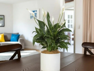 12 loại cây được ví như điều hòa tự nhiên, đặt vài chậu vừa giúp nhà giảm nhiệt tới 10 độ C vừa lọc sạch không khí