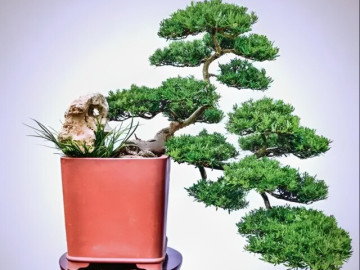 Nhà đẹp - 4 loại cây được nhiều người tin rằng giúp giảm thị phi, tạo năng lượng tích cực