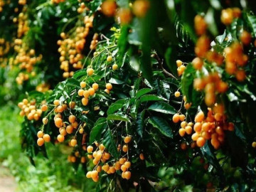 Loại quả dại xưa không ai ăn nay thành đặc sản giá 45.000 đồng/kg, trồng 1 cây ăn cả đời, giúp gia đình tài lộc sinh sôi