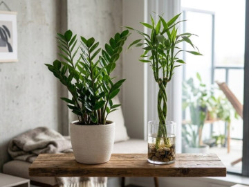 Cây kim tiền và phát tài: Chọn cây nào để hút vượng khí, tấn tài tấn lộc?