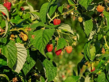 Loại quả dại xưa không ai ăn nay được mệnh danh là “trái cây vàng”, giá 400.000 đồng/kg, trồng 6 tháng cho thu hoạch